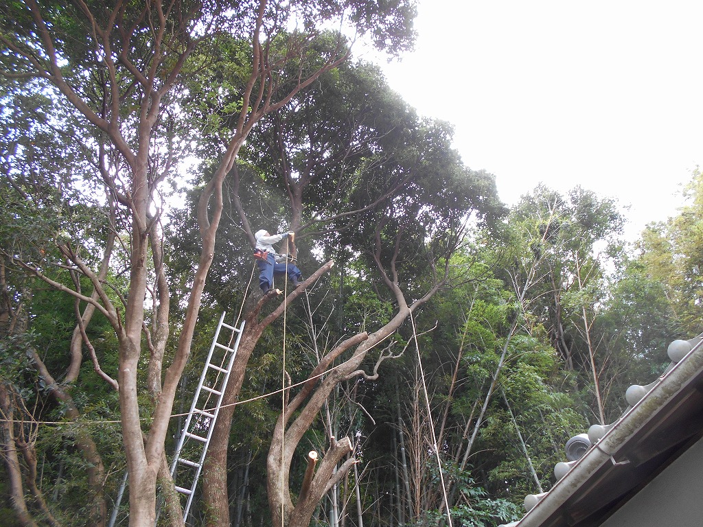 樹木の伐採作業